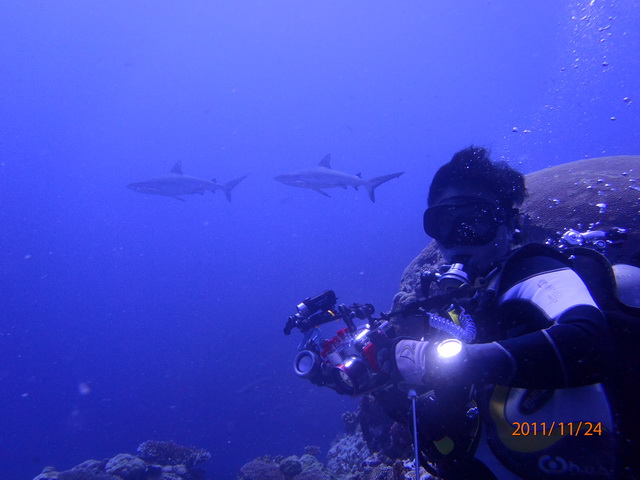 帛琉鯊魚